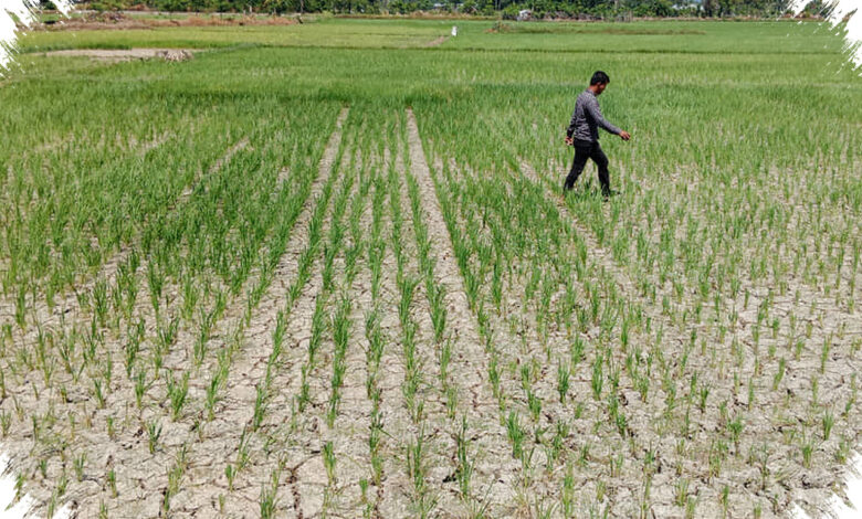Puluhan Hektare Sawah di Pidie Mengering, Petani Waswas Puso Makin Dekat