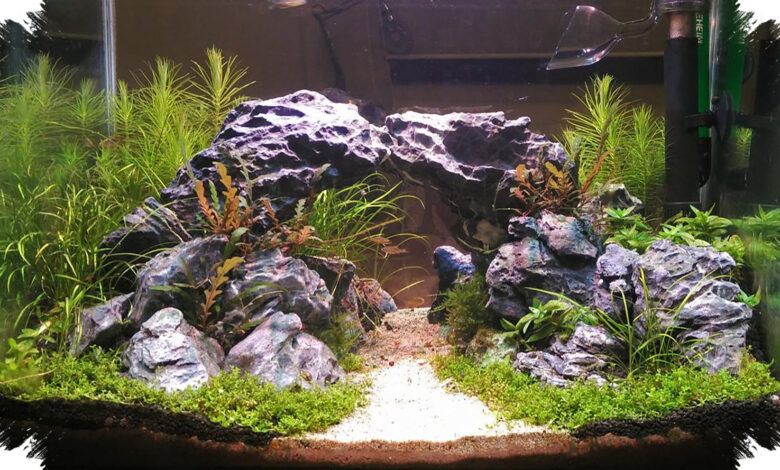 3 Material Aquascape yang Sering Dipilih, Tapi Ada Syarat Aman yang Tak Boleh Diabaikan