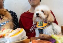 Hong Kong Longgarkan Aturan, Restoran Kini Boleh Sambut Anjing Pelanggan