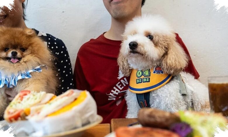 Hong Kong Longgarkan Aturan, Restoran Kini Boleh Sambut Anjing Pelanggan