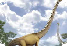 Tailan Ungkap Dinosaurus Berleher Panjang Baru, Fosilnya Buka Jejak Persebaran yang Lebih Luas