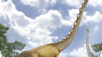 Tailan Ungkap Dinosaurus Berleher Panjang Baru, Fosilnya Buka Jejak Persebaran yang Lebih Luas