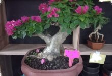 Butuh 6 Tahun untuk Dibentuk, Bonsai Bugenvil Singapore Ini Bernilai Rp17 Juta