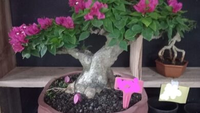 Butuh 6 Tahun untuk Dibentuk, Bonsai Bugenvil Singapore Ini Bernilai Rp17 Juta