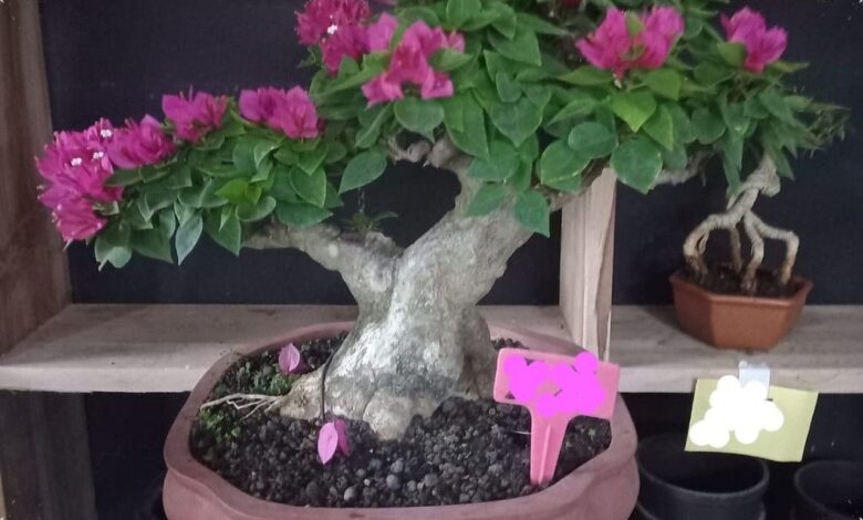 Butuh 6 Tahun untuk Dibentuk, Bonsai Bugenvil Singapore Ini Bernilai Rp17 Juta