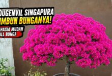 Bonsai Bugenvil Singapore Lebih Cepat Rimbun Saat Tidak Dipaksa Dibentuk