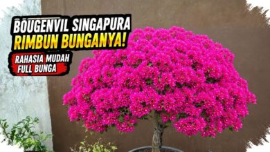Bonsai Bugenvil Singapore Lebih Cepat Rimbun Saat Tidak Dipaksa Dibentuk