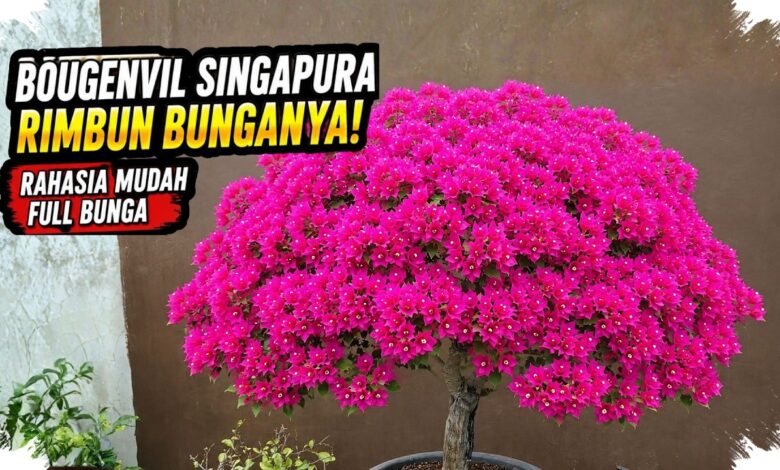 Bonsai Bugenvil Singapore Lebih Cepat Rimbun Saat Tidak Dipaksa Dibentuk