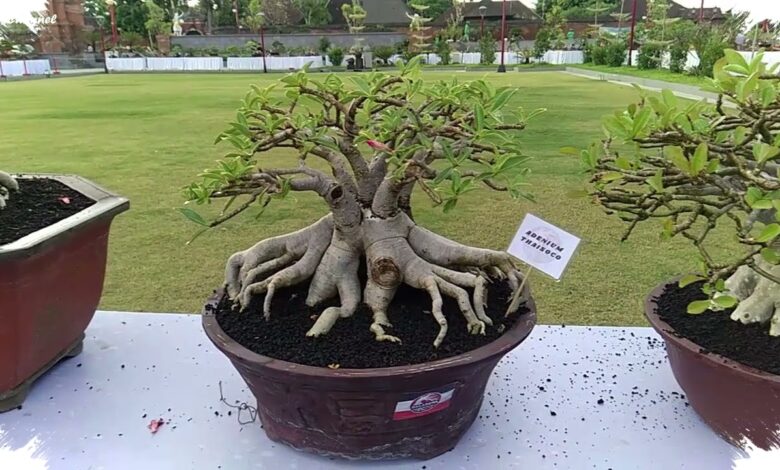Kimeng Jumbo di Gianyar Ini Bikin Takjub, Batangnya Besar dan Berkarakter Tua