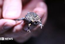 Katak Australia Ini Mengubah Warna Saat Melompat, Diduga Membingungkan Predator