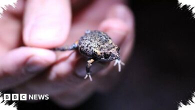 Katak Australia Ini Mengubah Warna Saat Melompat, Diduga Membingungkan Predator