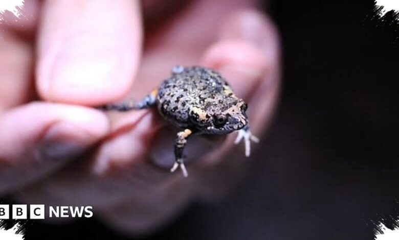 Katak Australia Ini Mengubah Warna Saat Melompat, Diduga Membingungkan Predator