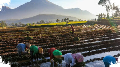 Kopdes Merah Putih Diberi Dua Peran Besar, Salurkan Bansos dan Jaga Harga Panen