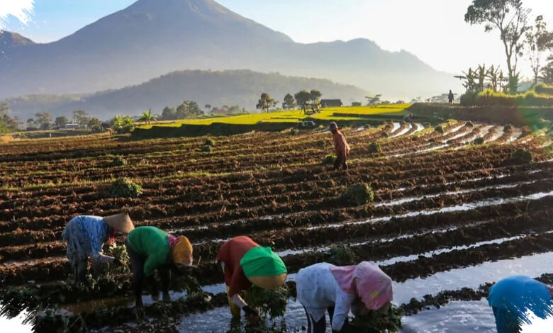 Kopdes Merah Putih Diberi Dua Peran Besar, Salurkan Bansos dan Jaga Harga Panen