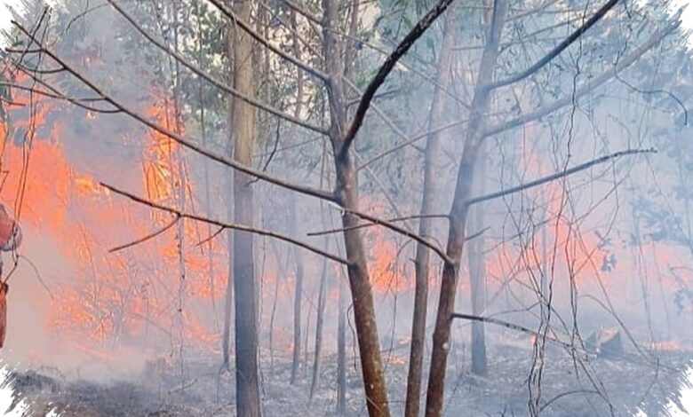 Ribuan Hotspot Meluas di Kalsel, Bandara Syamsudin Noor Masuk Fokus Utama Penanganan