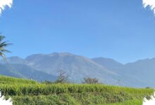 Api Gunung Guntur Berhenti di 0,49 Hektare, Pohon Hutan Tak Tersentuh