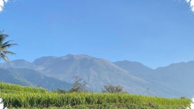 Api Gunung Guntur Berhenti di 0,49 Hektare, Pohon Hutan Tak Tersentuh