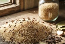 7 Rempah Dapur yang Membuat Kutu Beras Enggan Bersarang di Tempat Penyimpanan