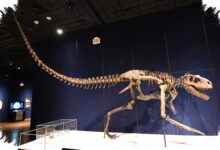 Gus Terjual Rp 906 Miliar, Rekor Fosil T-Rex Ini Mengusik Akses Ilmiah