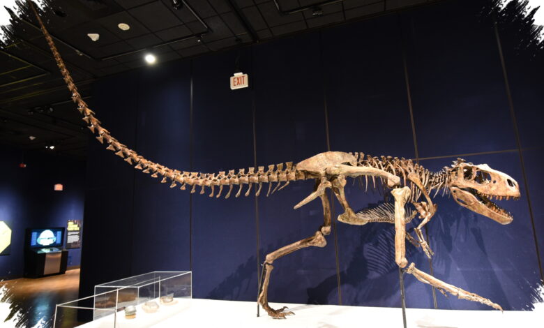 Gus Terjual Rp 906 Miliar, Rekor Fosil T-Rex Ini Mengusik Akses Ilmiah