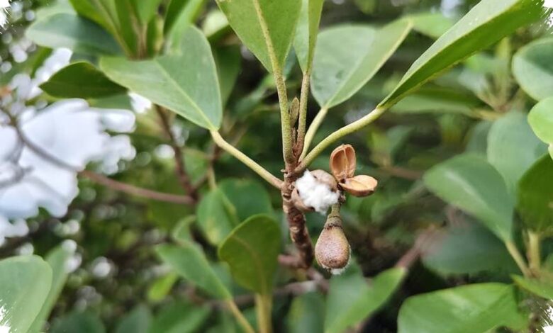 Katak Baru di Lereng Merapi Terancam karena Habitatnya Hanya Ditemukan di Sana