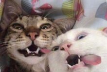 3 Tingkah Kucing yang Terlihat Lucu, tetapi Bisa Menandakan Stres Diam-Diam