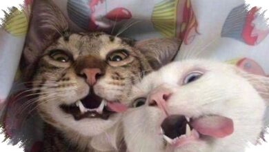 3 Tingkah Kucing yang Terlihat Lucu, tetapi Bisa Menandakan Stres Diam-Diam