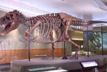 Ketika Tulang Raksasa Dianggap Sisa Raksasa, Tiga Fosil Mengubah Sejarah Dinosaurus