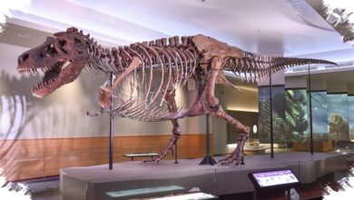 Ketika Tulang Raksasa Dianggap Sisa Raksasa, Tiga Fosil Mengubah Sejarah Dinosaurus