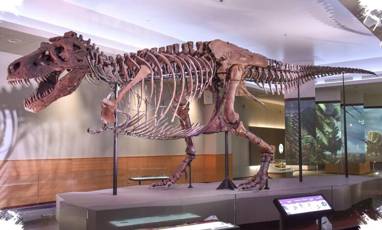 Ketika Tulang Raksasa Dianggap Sisa Raksasa, Tiga Fosil Mengubah Sejarah Dinosaurus