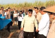Peremajaan Tebu Mandek 12 Tahun, Prabowo Pangkas Target Tuntas Jadi 2 Tahun