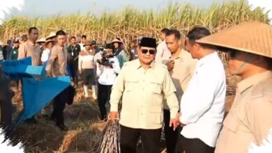 Peremajaan Tebu Mandek 12 Tahun, Prabowo Pangkas Target Tuntas Jadi 2 Tahun