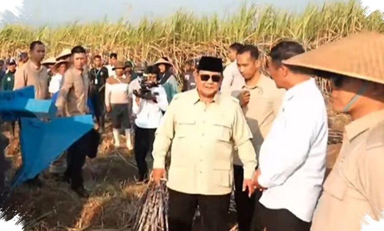 Peremajaan Tebu Mandek 12 Tahun, Prabowo Pangkas Target Tuntas Jadi 2 Tahun