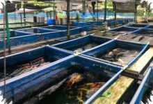 Koi 60 Cm Seharga Rp4 Juta di Blitar, Pilihan Rp250 Ribu hingga Kelas Kolektor