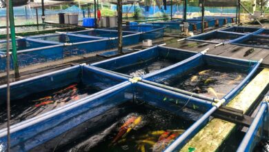 Koi 60 Cm Seharga Rp4 Juta di Blitar, Pilihan Rp250 Ribu hingga Kelas Kolektor