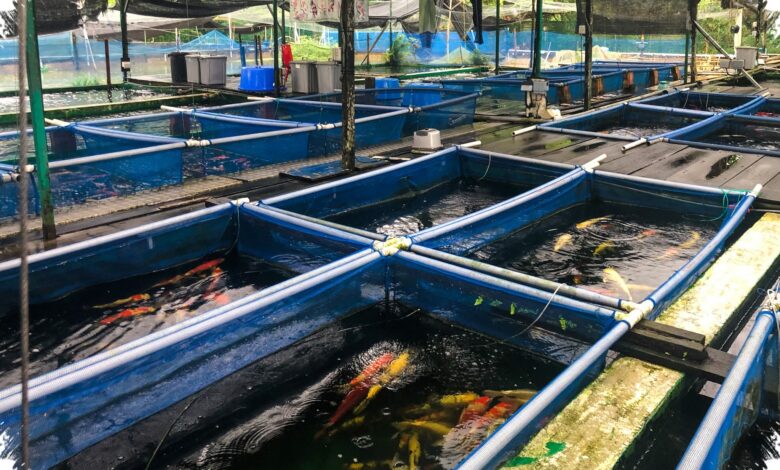 Koi 60 Cm Seharga Rp4 Juta di Blitar, Pilihan Rp250 Ribu hingga Kelas Kolektor