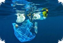 Mikroplastik Ditemukan pada Ikan hingga Garam, Laut Indonesia Hadapi Ancaman Pangan