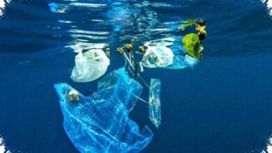 Mikroplastik Ditemukan pada Ikan hingga Garam, Laut Indonesia Hadapi Ancaman Pangan