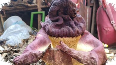 Umbi Suweg Mirip Bunga Bangkai Bisa Dimakan, tetapi Harus Direndam Lebih Dulu