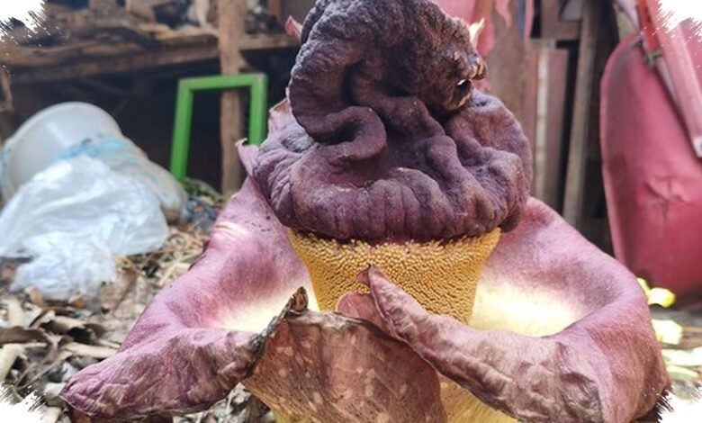 Umbi Suweg Mirip Bunga Bangkai Bisa Dimakan, tetapi Harus Direndam Lebih Dulu