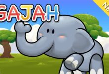 Saat Saluran Telinga Ditutup, Gajah Bisa Menangkap Getaran Bumi hingga 30 Kali Lebih Kuat