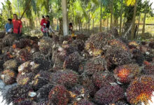 Lahan Kian Sempit, Produktivitas Sawit Dianggap Penyangga Minyak Nabati Dunia