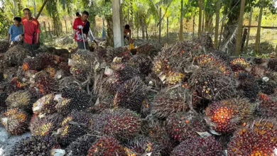 Lahan Kian Sempit, Produktivitas Sawit Dianggap Penyangga Minyak Nabati Dunia