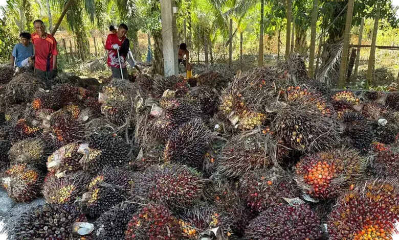 Lahan Kian Sempit, Produktivitas Sawit Dianggap Penyangga Minyak Nabati Dunia