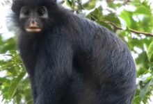 Monyet Likweli Terpisah 5 Juta Tahun, Kini Terancam karena Habitatnya Sangat Sempit