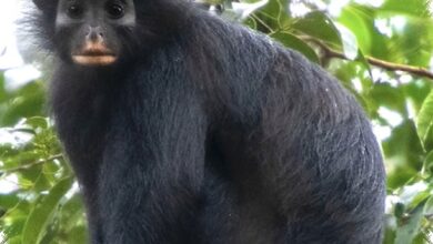 Monyet Likweli Terpisah 5 Juta Tahun, Kini Terancam karena Habitatnya Sangat Sempit