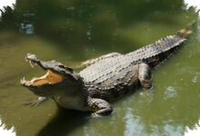 Buaya Purba Sekecil Kucing Ini Masih Menyimpan Sisik dan Belang Ekornya