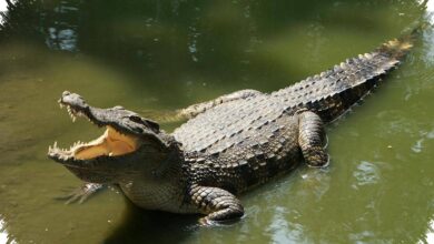 Buaya Purba Sekecil Kucing Ini Masih Menyimpan Sisik dan Belang Ekornya