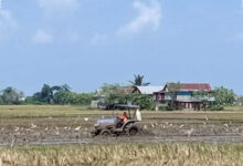 Debit Air Menurun, Sidrap Kerahkan Mobil Tangki agar Sawah Padi Tak Gagal Panen
