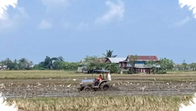 Debit Air Menurun, Sidrap Kerahkan Mobil Tangki agar Sawah Padi Tak Gagal Panen